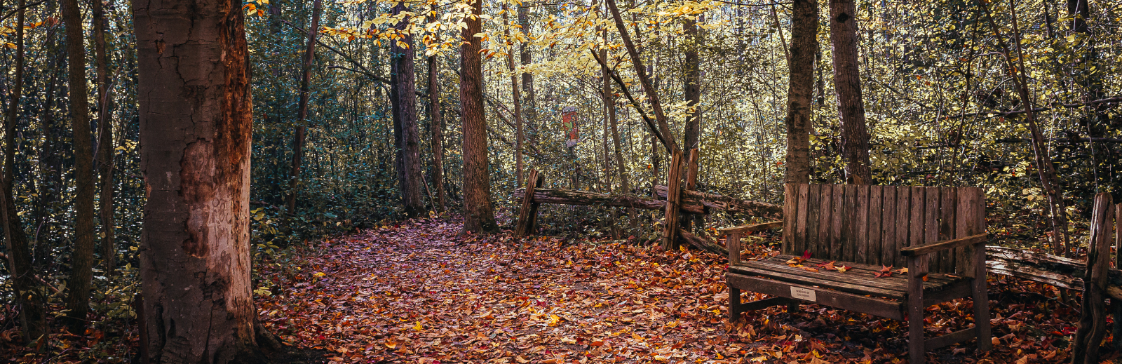 Park bench, trees, and leaves at Wye Marsh