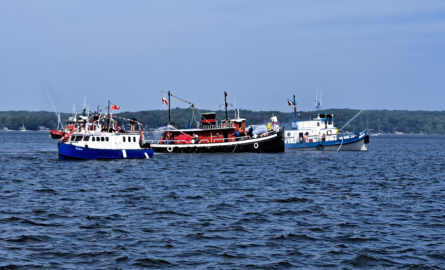 Tug Fest Tug Fest