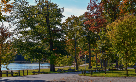 beach and trees