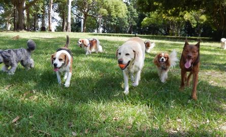 dogs running in park
