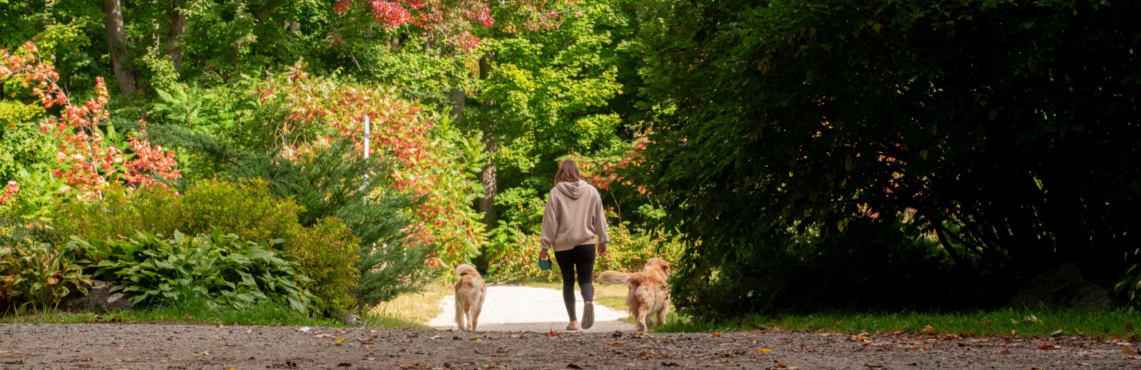 park with person and dogs walking