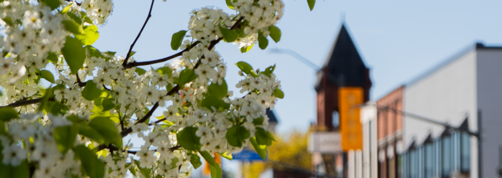 flowers and building behind