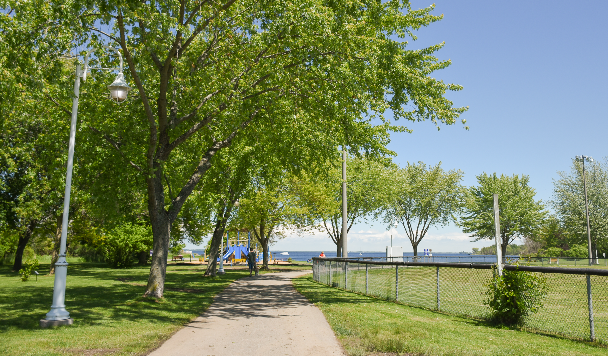 Trees and trail