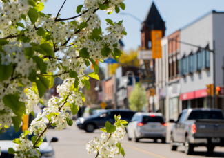 flowers in foreground of downtown area